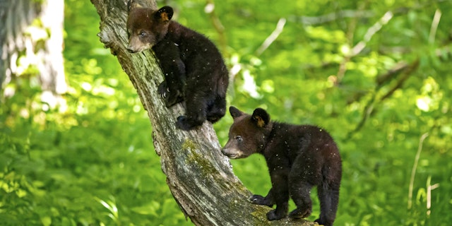 Gatlinburg-4