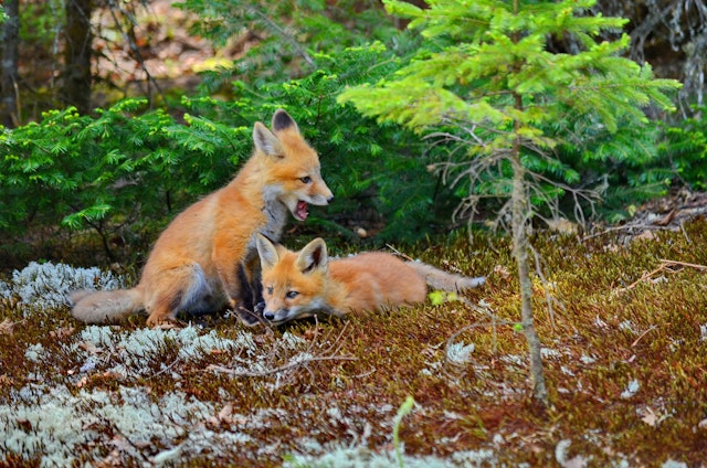 Algonquin Provincial Park-1