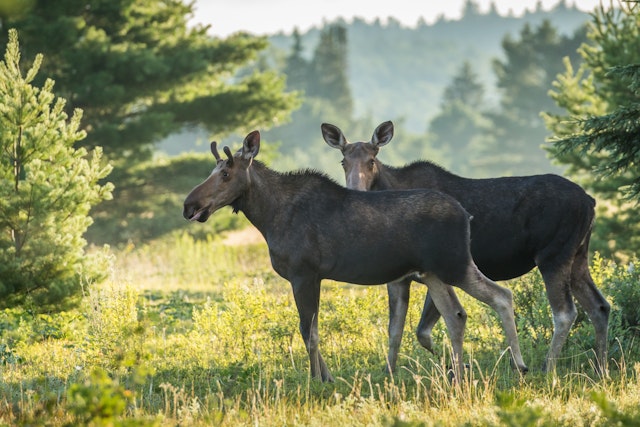 Voyage au Canada en famille