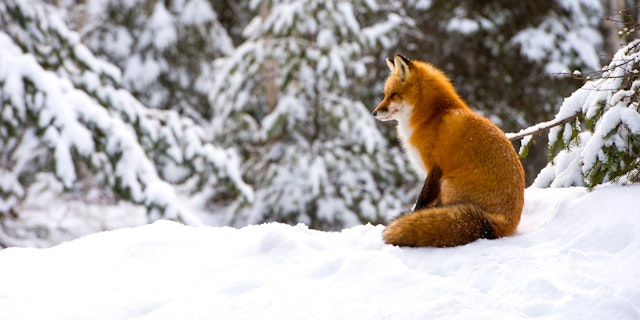 Algonquin Provincial Park-1