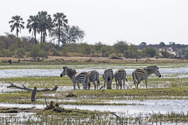 Boteti River - Makgadikgadi Pans National Park-2