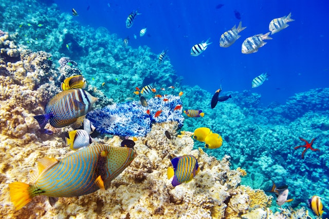 Découvrez les Maldives : séjour en villa sur pilotis à Gaaf Alif Atoll