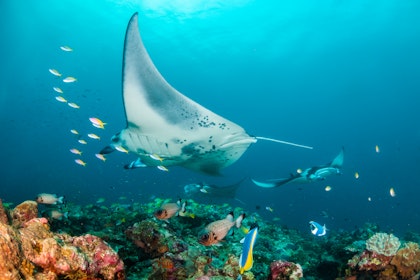 Voyage aux Maldives avec villas sur pilotis - Image 3