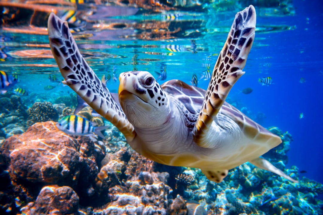 Voyage aux Maldives avec villas sur pilotis