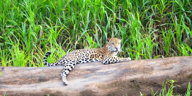 Tambopata National Reserve-3