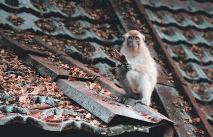 Circuit touristique en Malaisie - Image 4