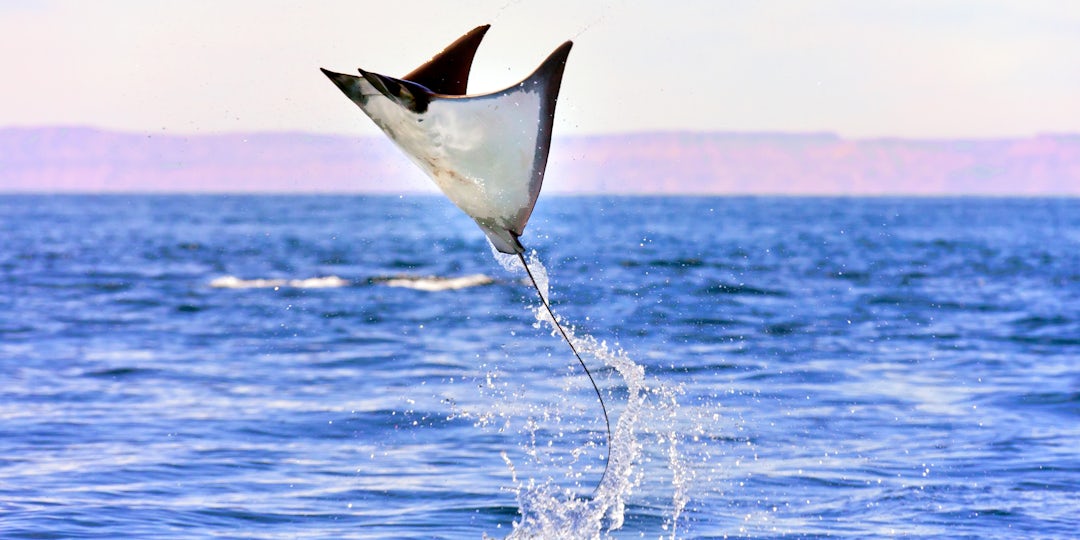 Baja California: Unvergesslicher Urlaubstraum