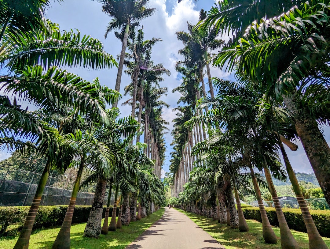 Circuit de 12 jours au Sri Lanka