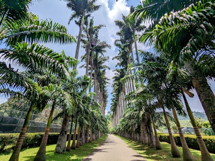 Itinéraire au Sri Lanka sur 2 semaines - Image 4