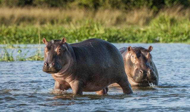 Safari und Baden in Tansania: Strand & Abenteuer