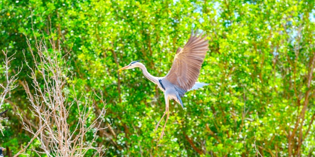 Saadani National Park-3