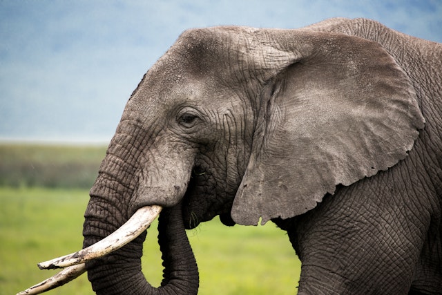 Saadani National Park-1