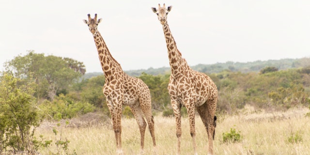 Saadani National Park-0