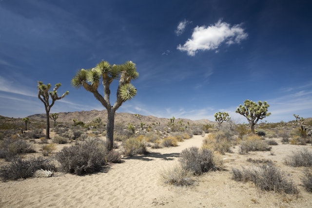 Joshua Tree National Park-0