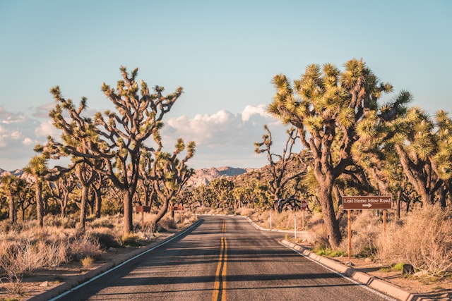 Joshua Tree National Park-1