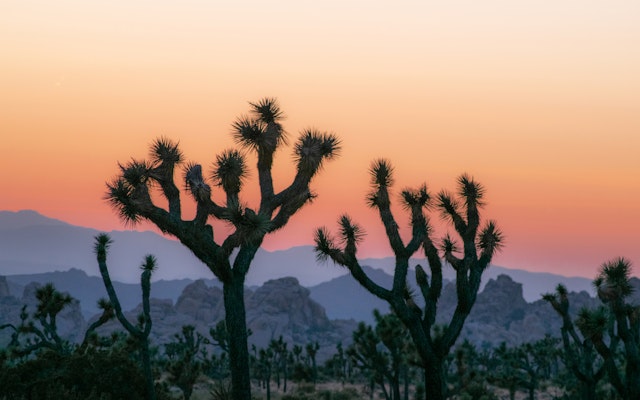 Joshua Tree National Park-2