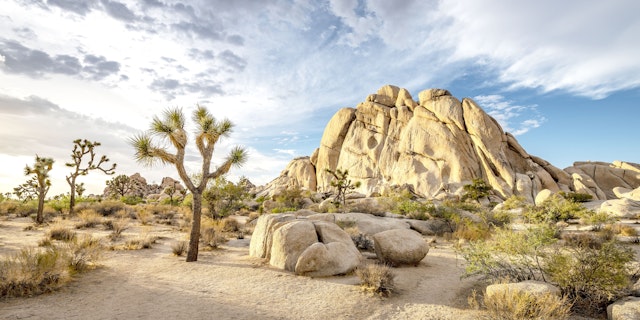 Joshua Tree National Park-1