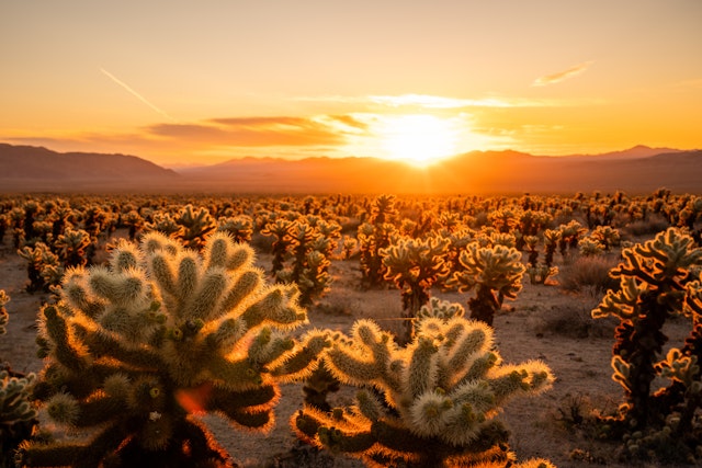 Joshua Tree National Park-1