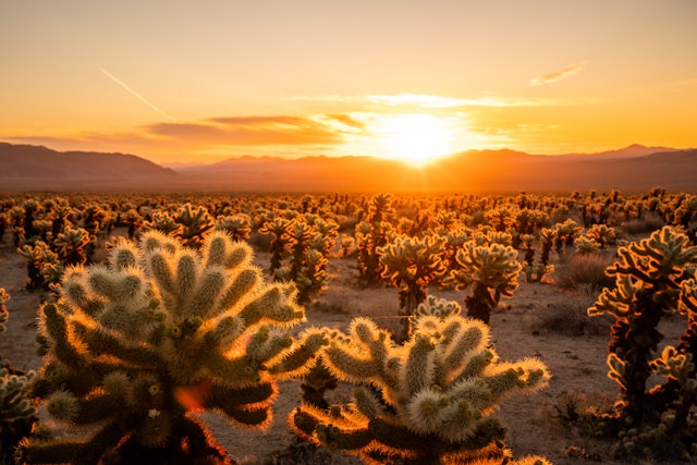 Joshua Tree National Park-3