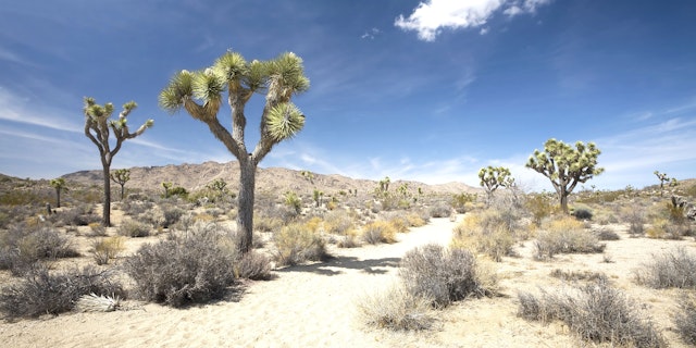 Joshua Tree National Park-0