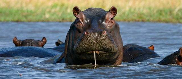 Maun-5