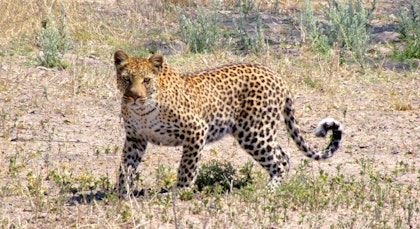 Safari Zimbabwe et Botswana - Image 3