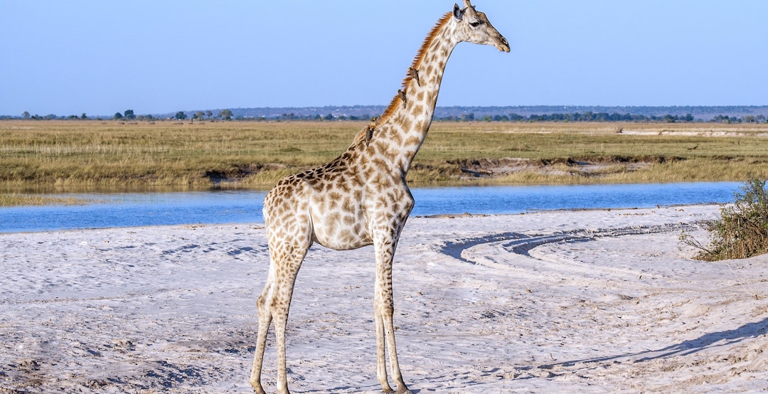 Nordbotswana Fly-in-Safari: 1 Woche