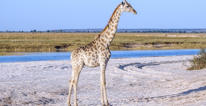 Nordbotswana Fly-in-Safari: 1 Woche - Image 2