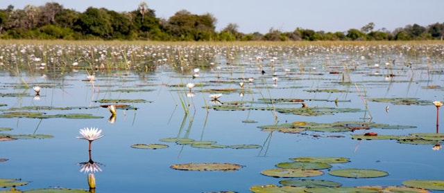 Maun-7