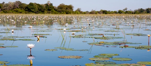 Nordbotswana Fly-in-Safari: 1 Woche