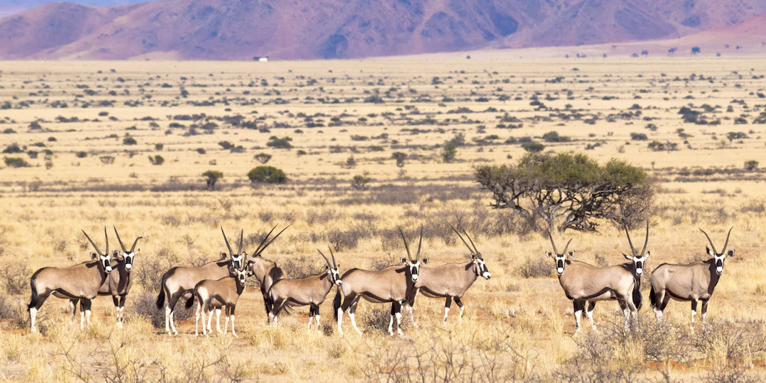 2 semaines en Namibie