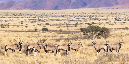 2 semaines en Namibie - Image 4
