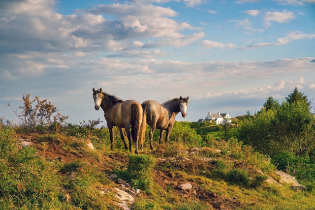 Connemara-1