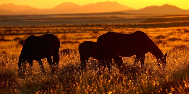 Afrika grenzenlos: Von Kapstadt nach Namibia