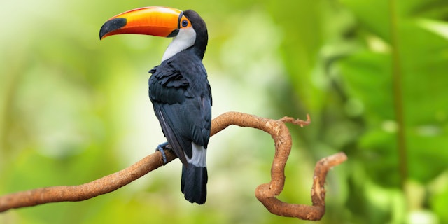 Iguazu National Park (Argentina)-3