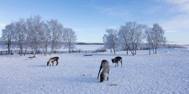 Jukkasjärvi-3