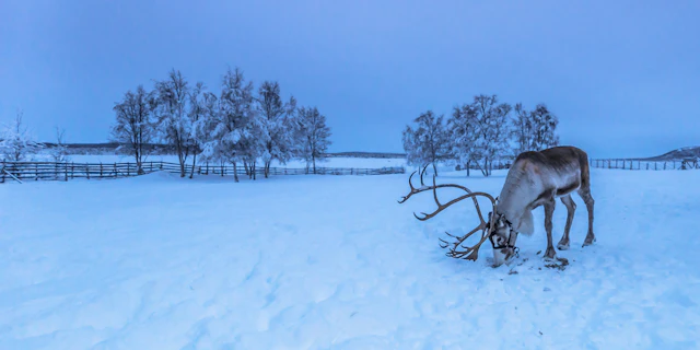 Jukkasjärvi-1