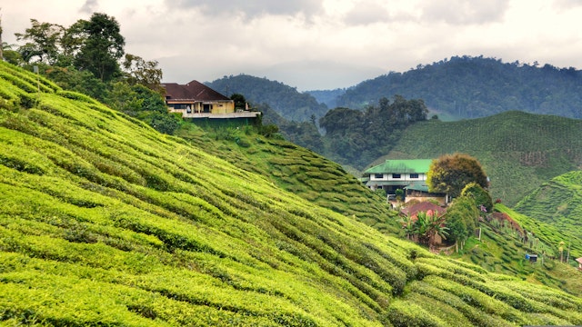 Cameron Highlands-3