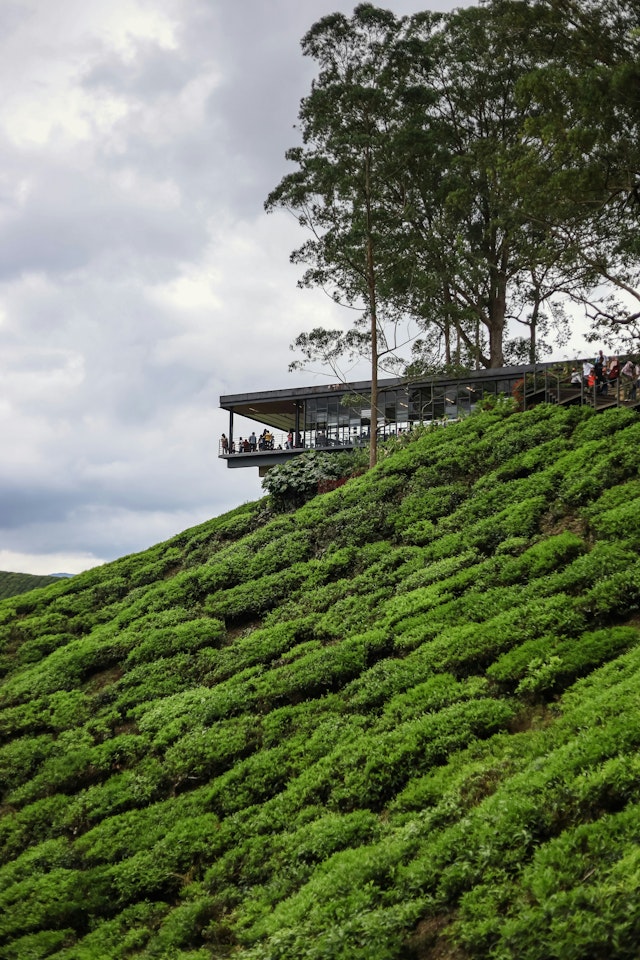 Cameron Highlands-1