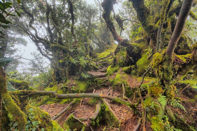 Cameron Highlands-1