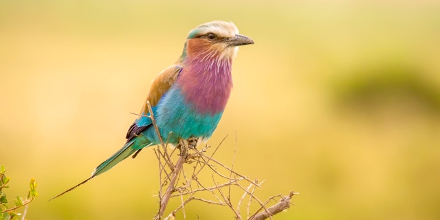 Mara North Conservancy-1