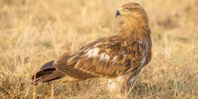 Mara North Conservancy-5