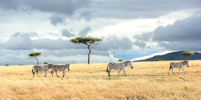 Mara North Conservancy-6