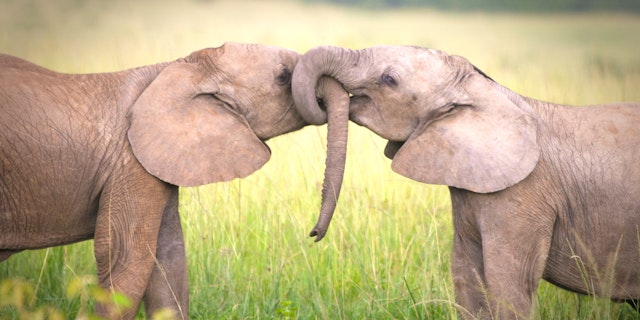 Mara North Conservancy-4