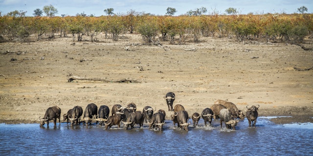 Mara North Conservancy-2