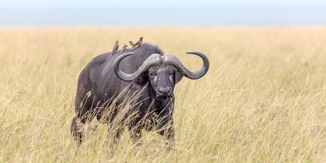 Mara North Conservancy-3