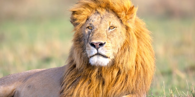 Mara North Conservancy-0