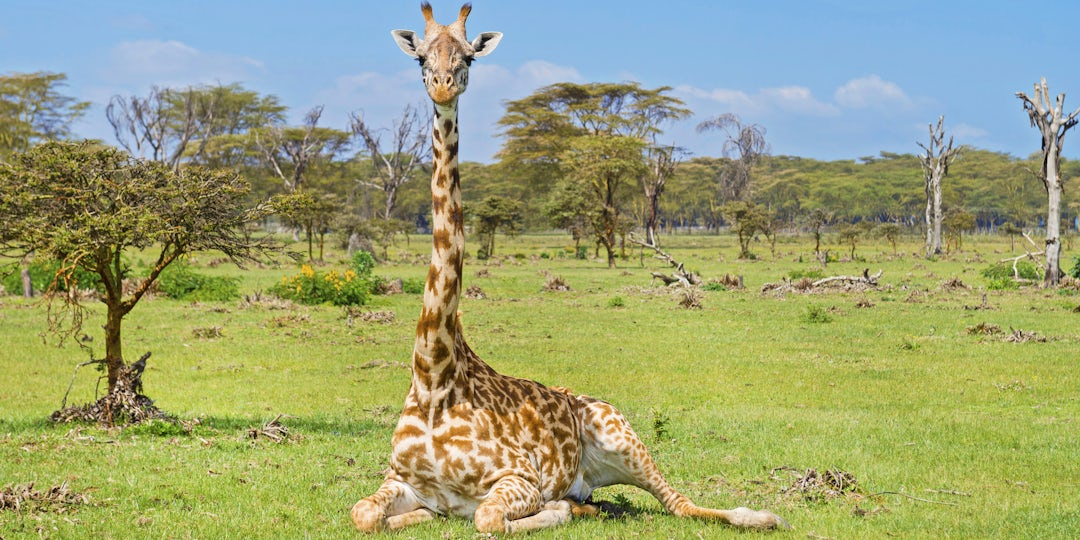 Voyage Mombasa et Masai Mara