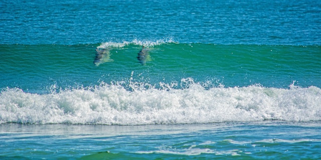 Kitty Hawk-5