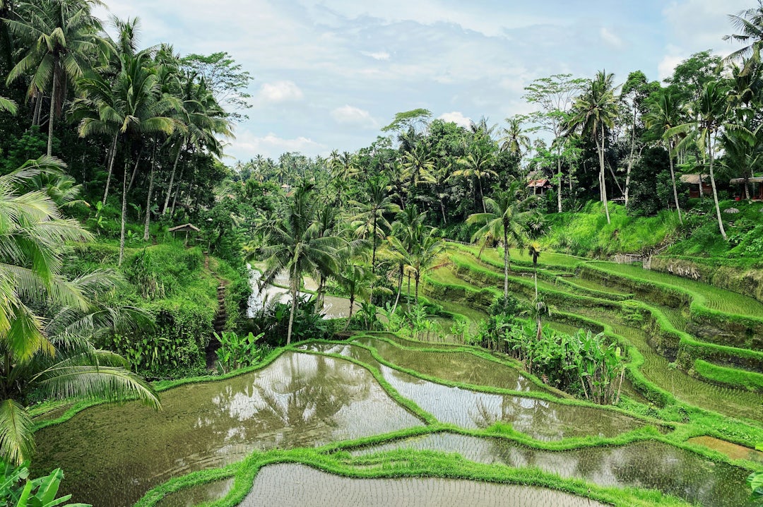 2 Wochen Bali Reise mit Guide über Ubud